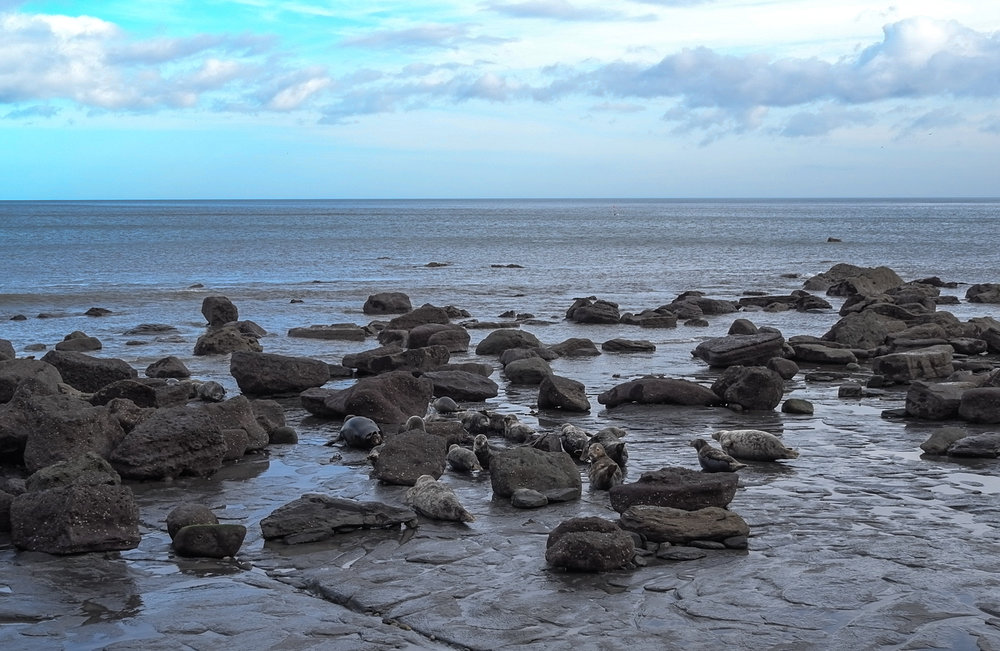 Part of the colony operates a meet and greet on the shore